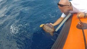 Momento en el que se suelta la tortuga en el mar